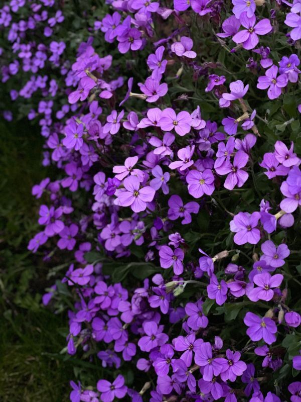 Violet