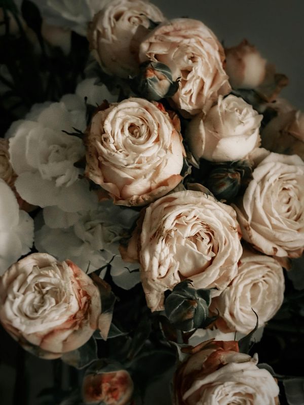 Vintage Rose