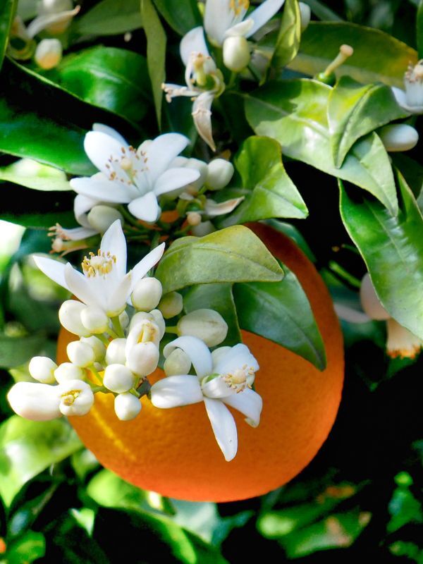 Orange Blossom