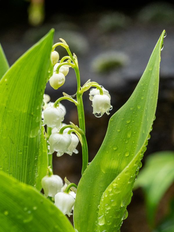 Muguet