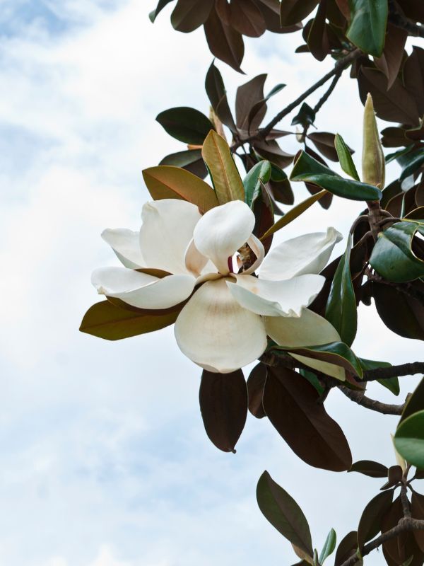 Magnolia