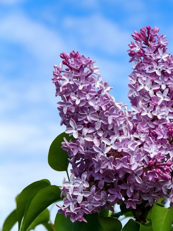 Lilac