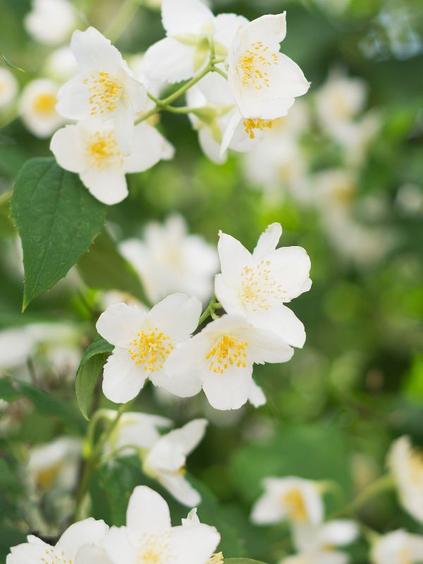 Jasmine