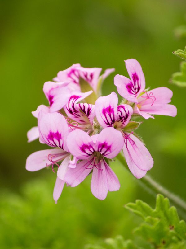 Geranium Bourbon