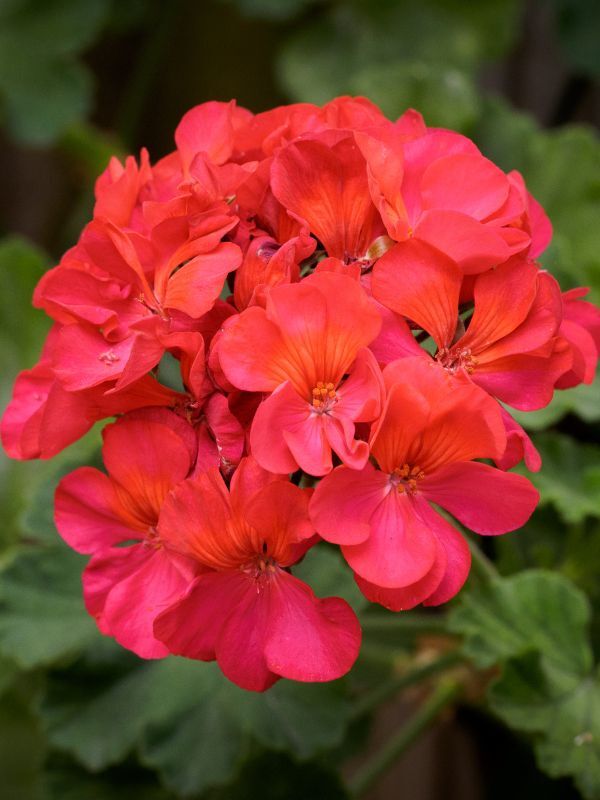 Geranium