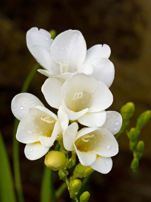Freesia