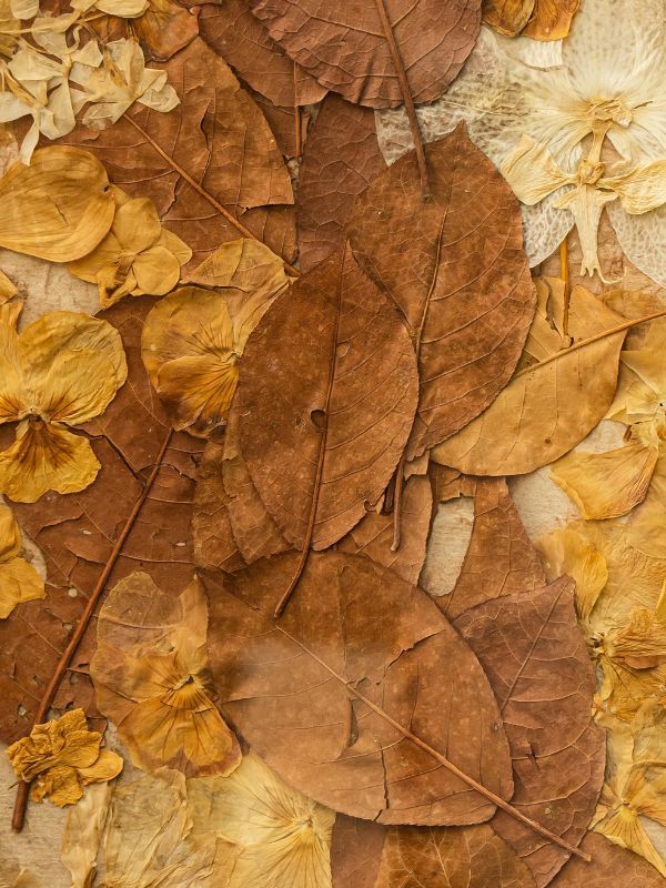 Leaf