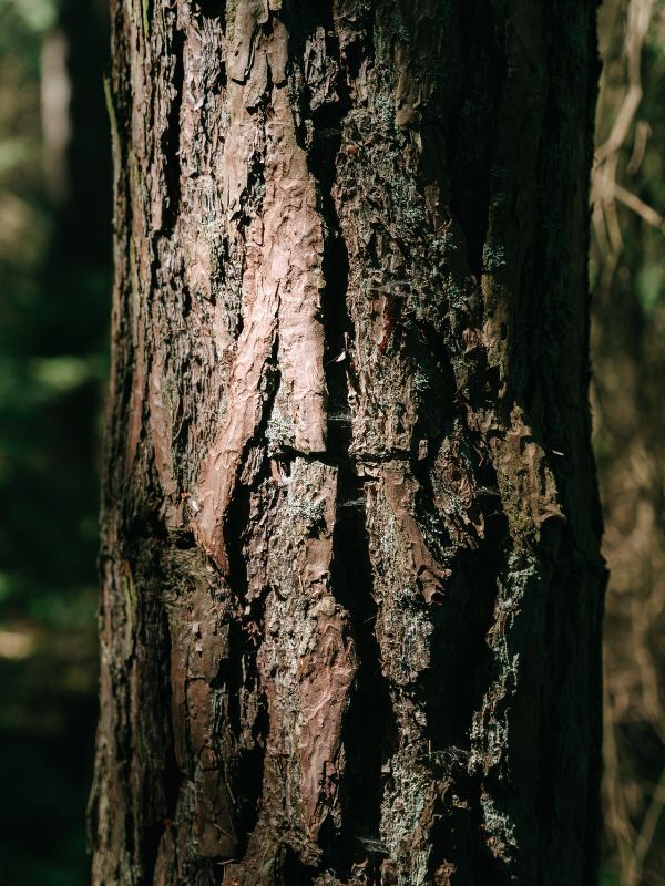 Drywood