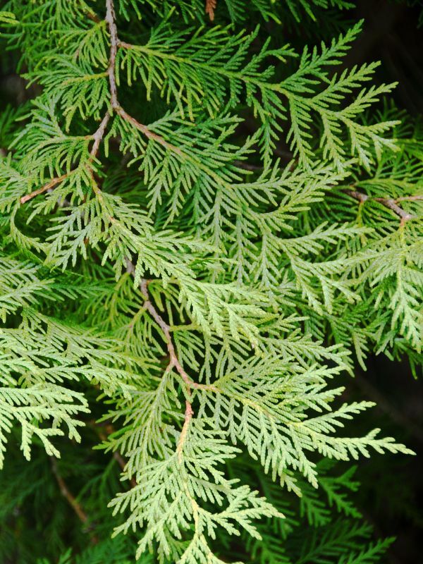 Cedarwood