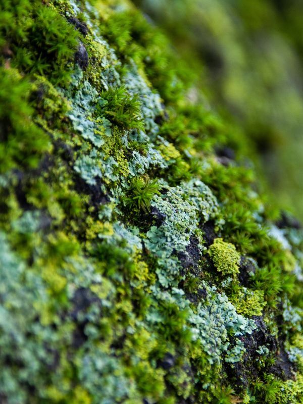 Oak Moss