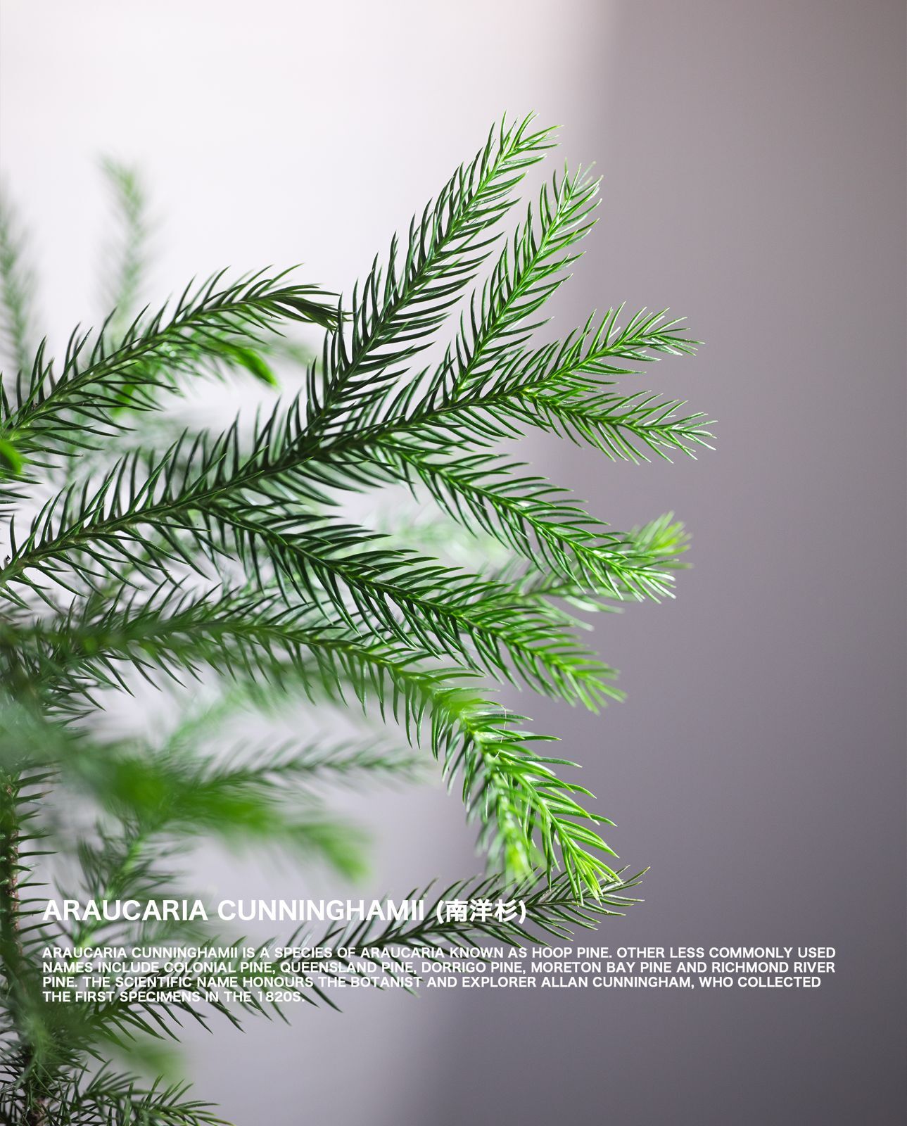 南洋杉 — Araucaria heterophylla