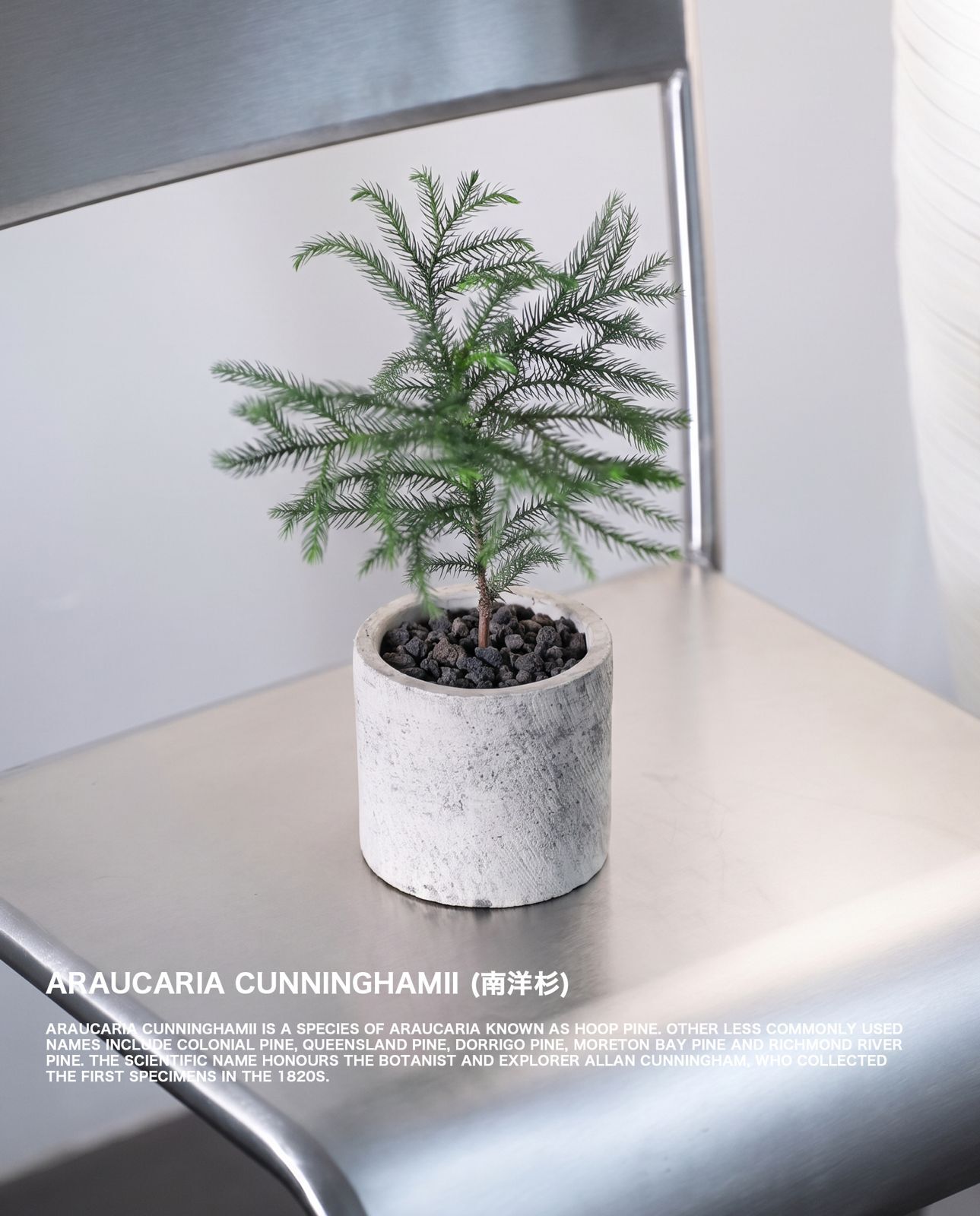 南洋杉 — Araucaria heterophylla