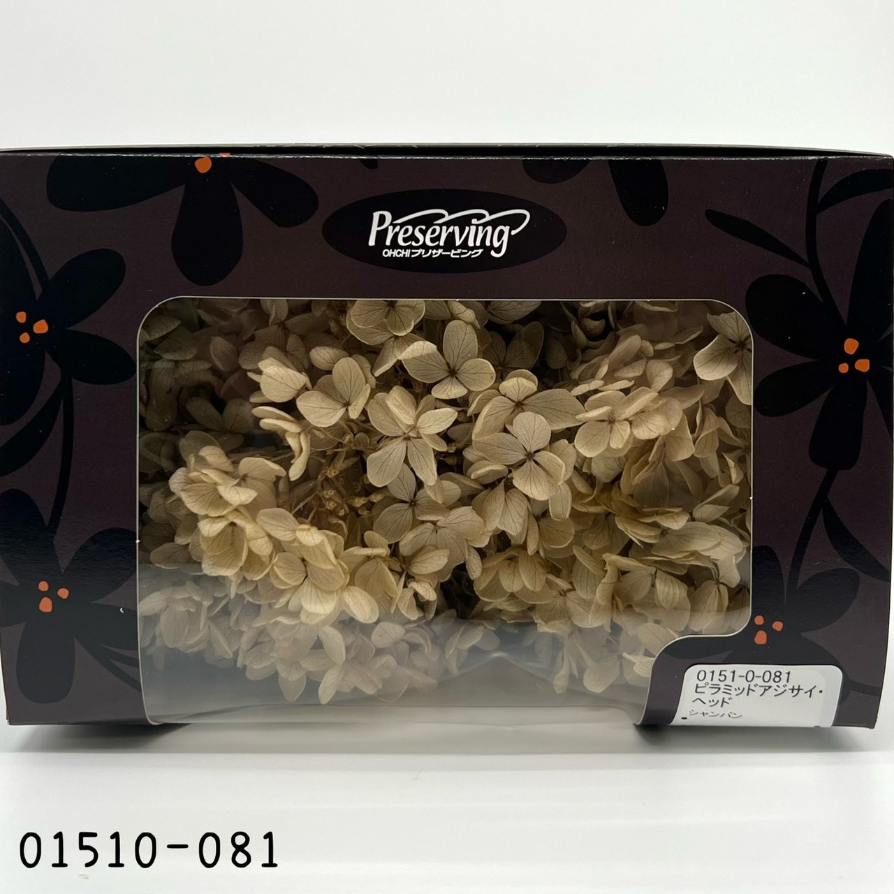 日本不凋中葉繡球 01510-081