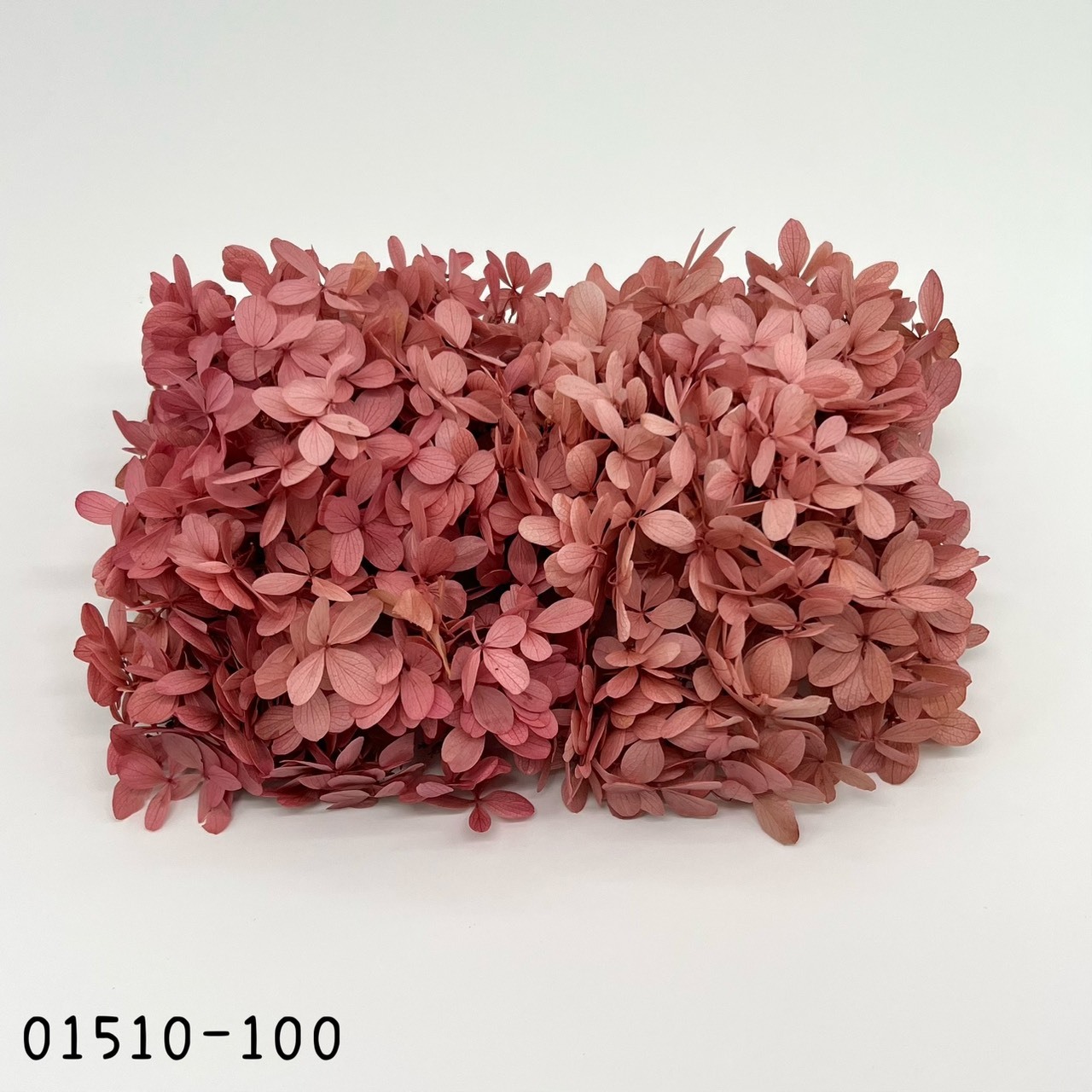 日本不凋中葉繡球 01510-100