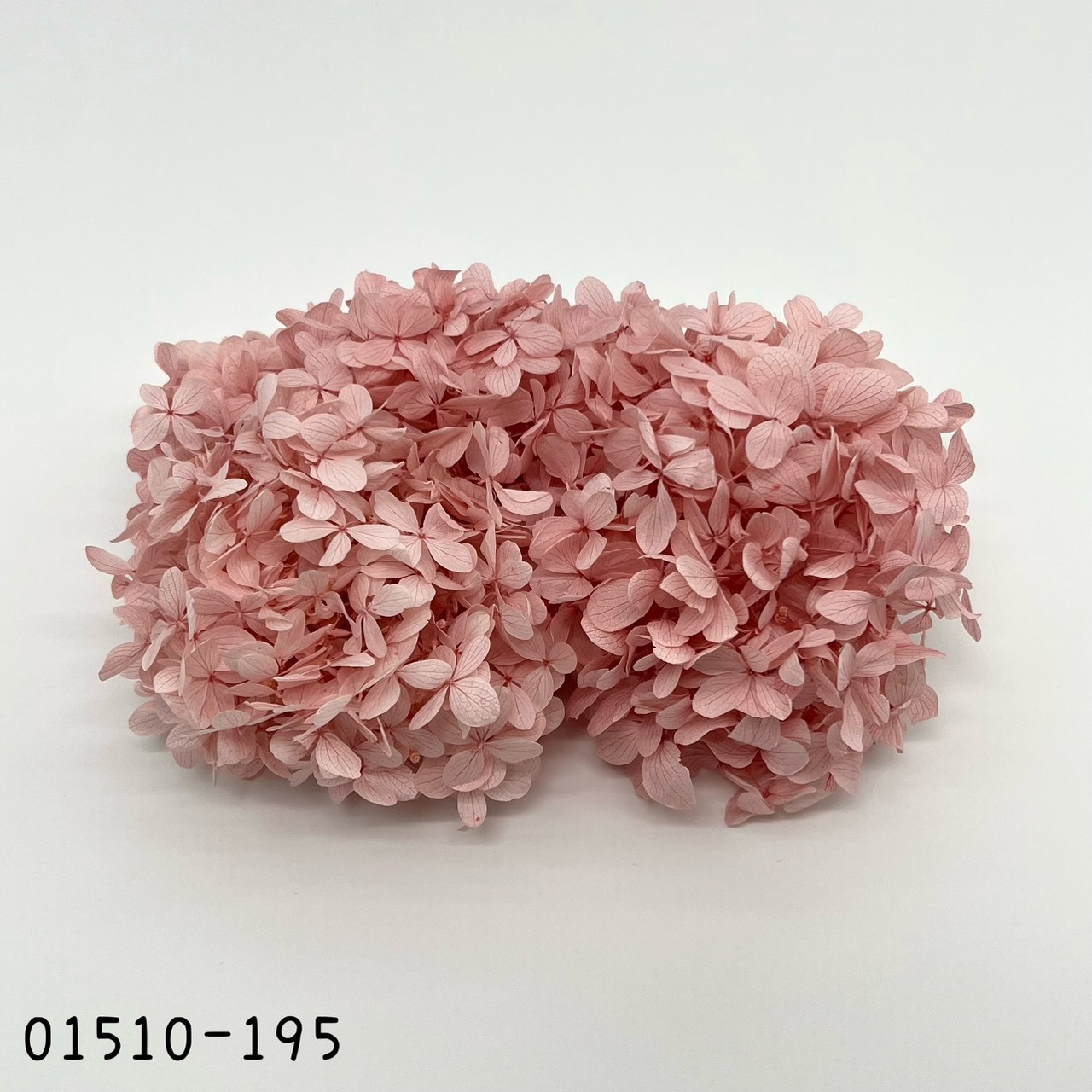 日本不凋中葉繡球 01510-195