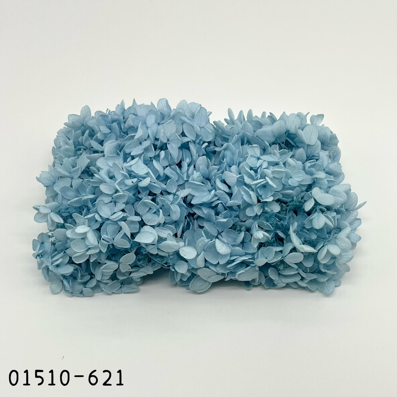 日本不凋中葉繡球 01510-621
