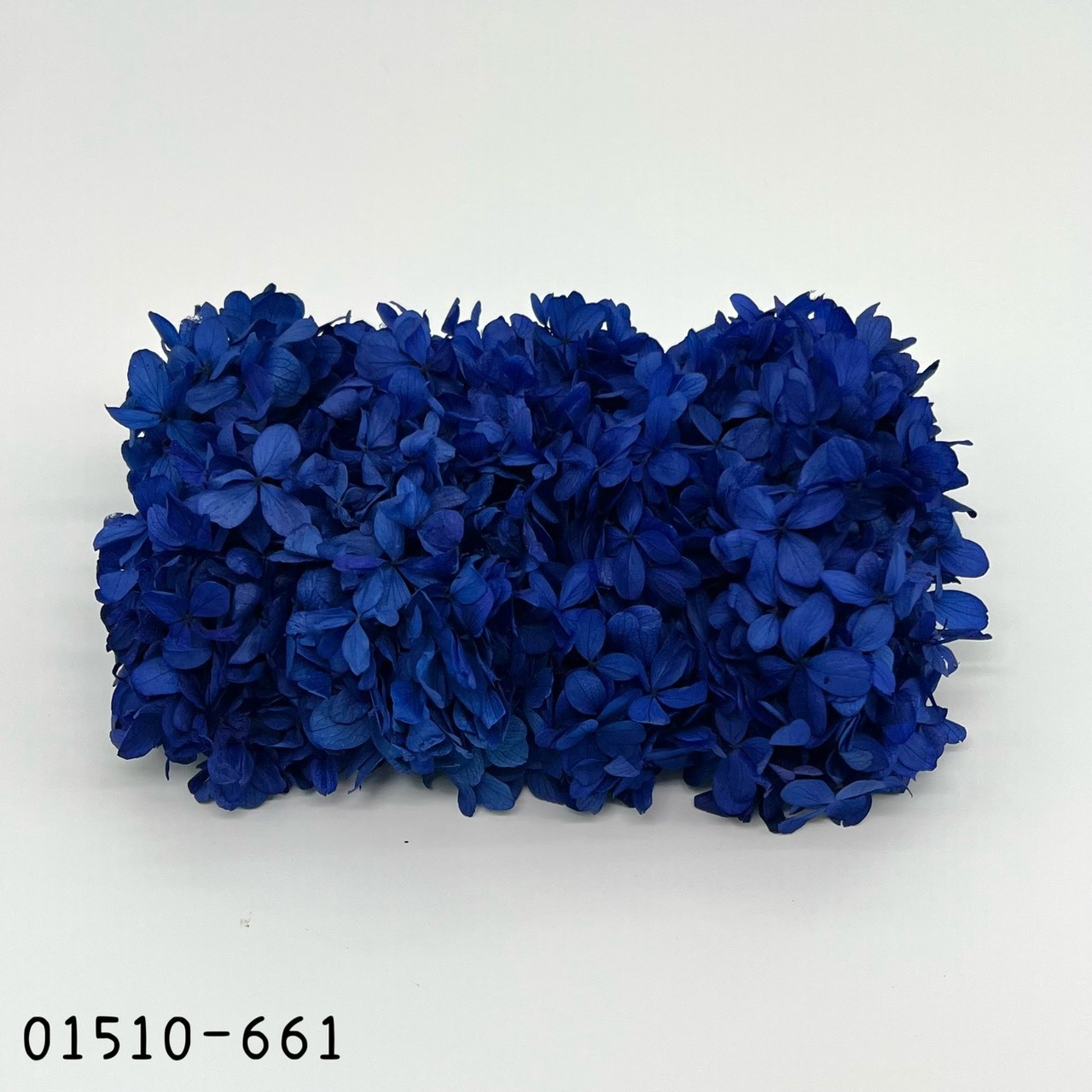 日本不凋中葉繡球 01510-661