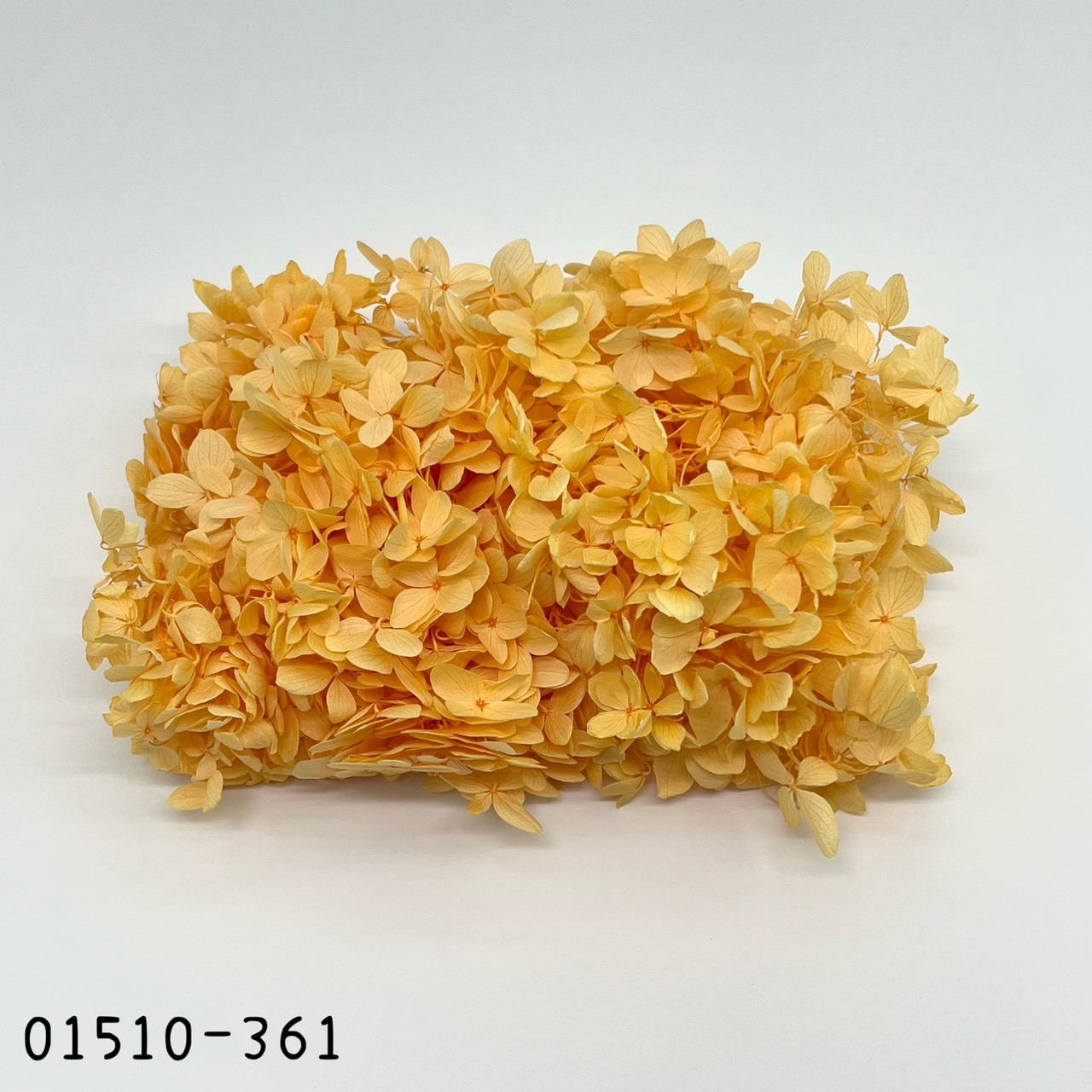 日本不凋中葉繡球 01510-361
