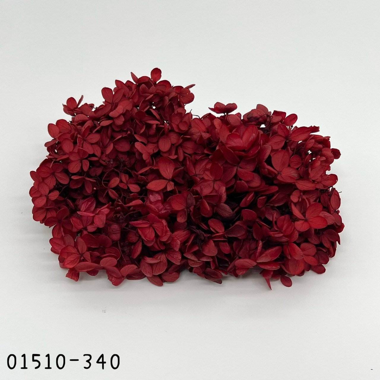日本不凋中葉繡球 01510-340