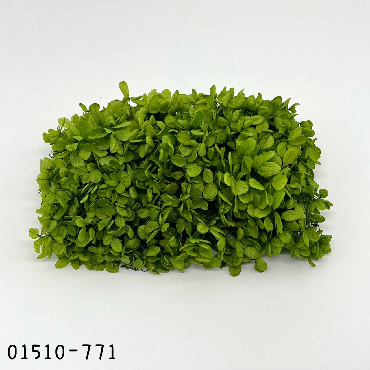 日本不凋中葉繡球 01510-771