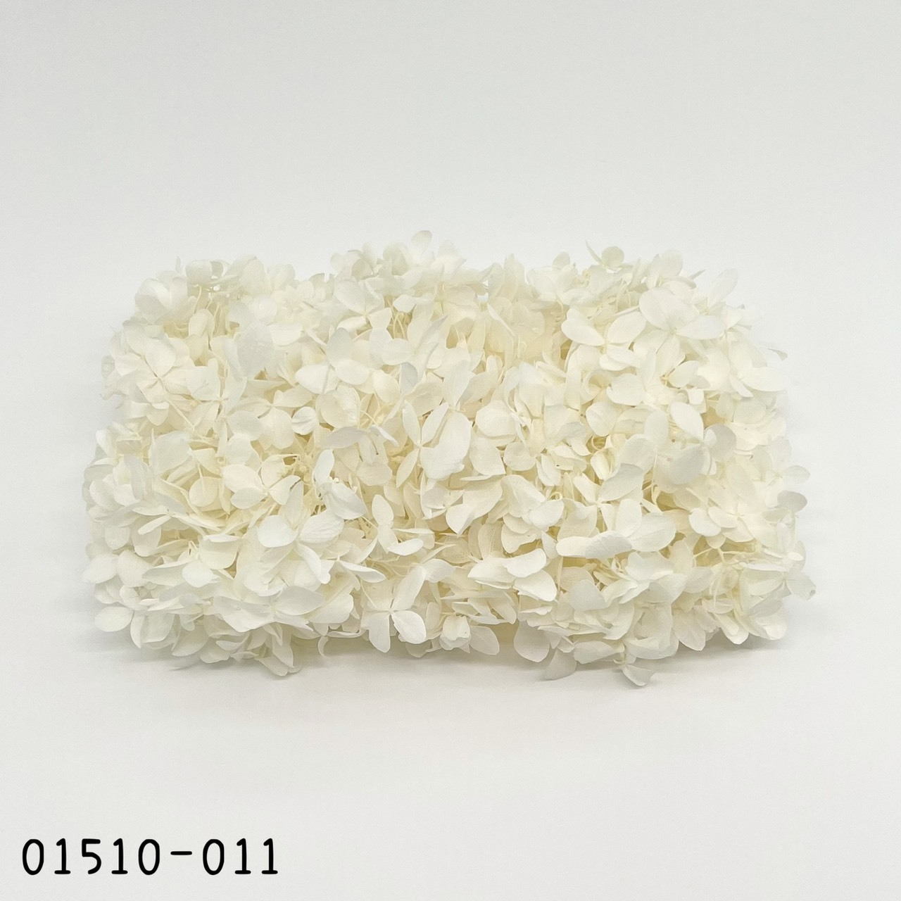 日本不凋中葉繡球 01510-011