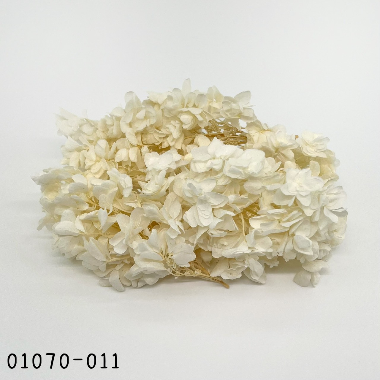 Snow Flake Hydrangea
