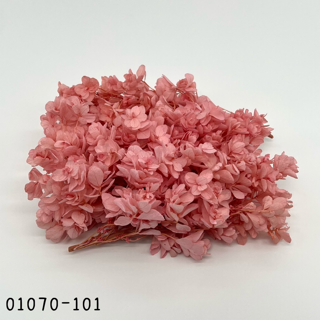 Snow Flake Hydrangea