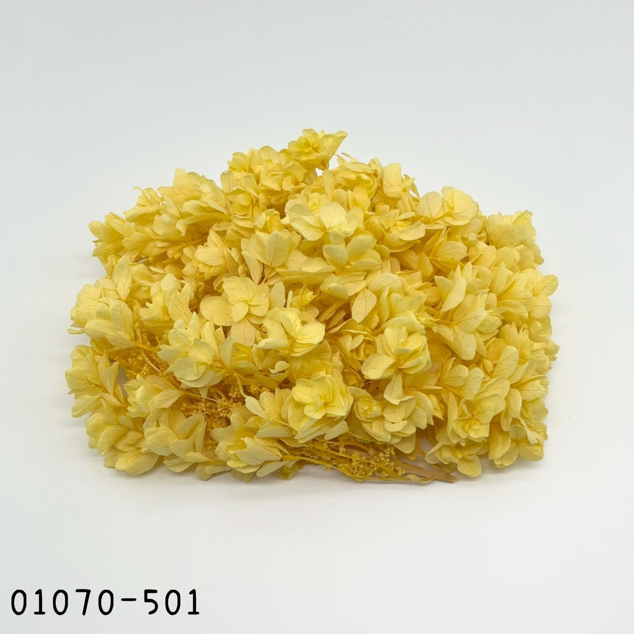 Snow Flake Hydrangea