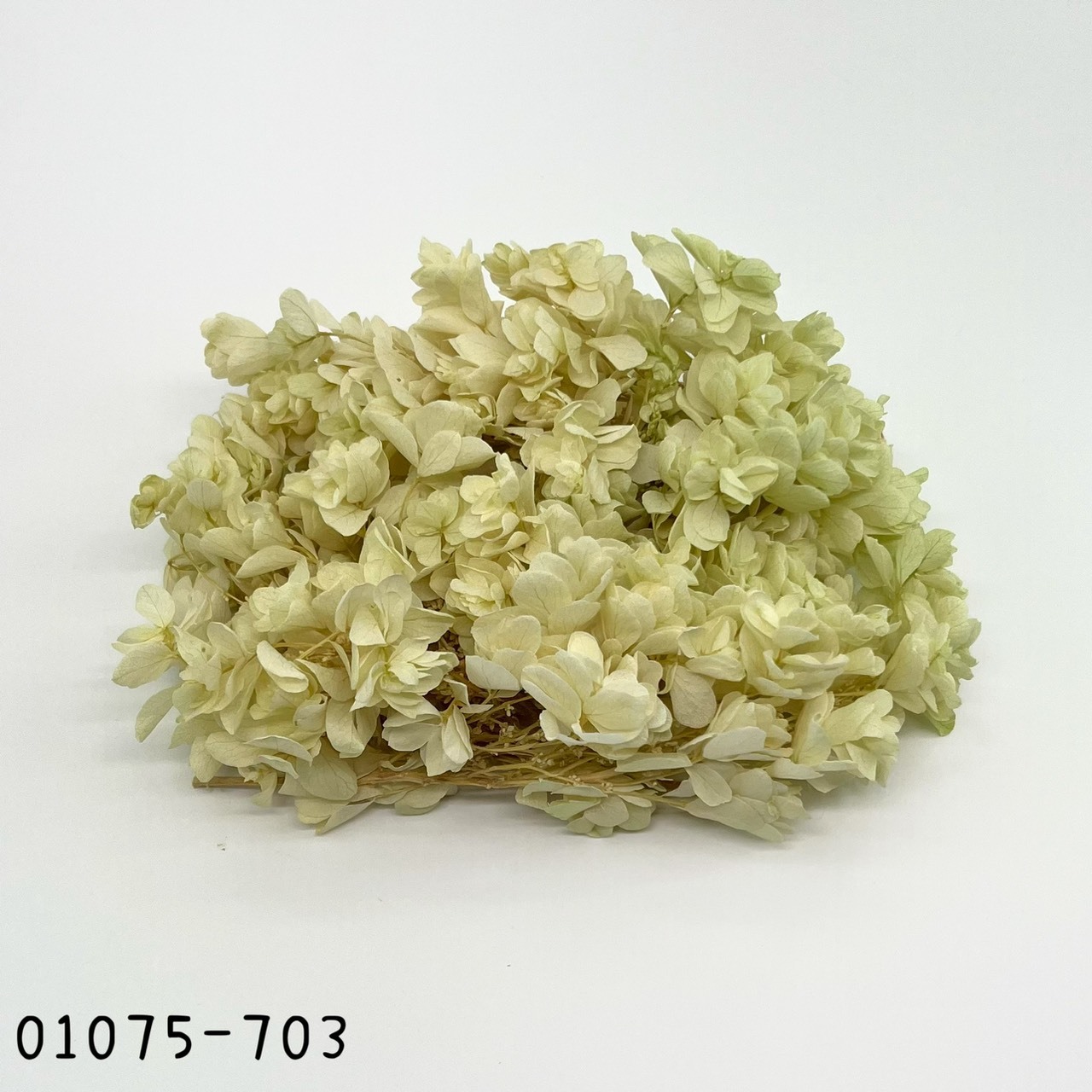 Snow Flake Hydrangea