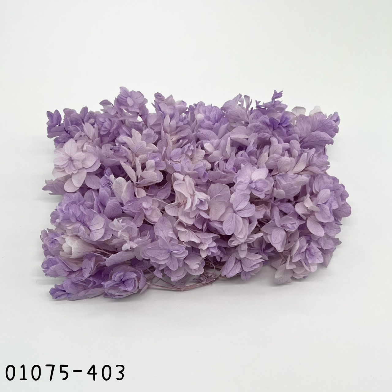 Snow Flake Hydrangea