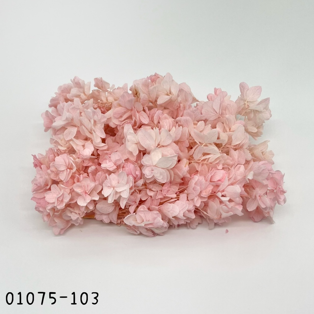 Snow Flake Hydrangea