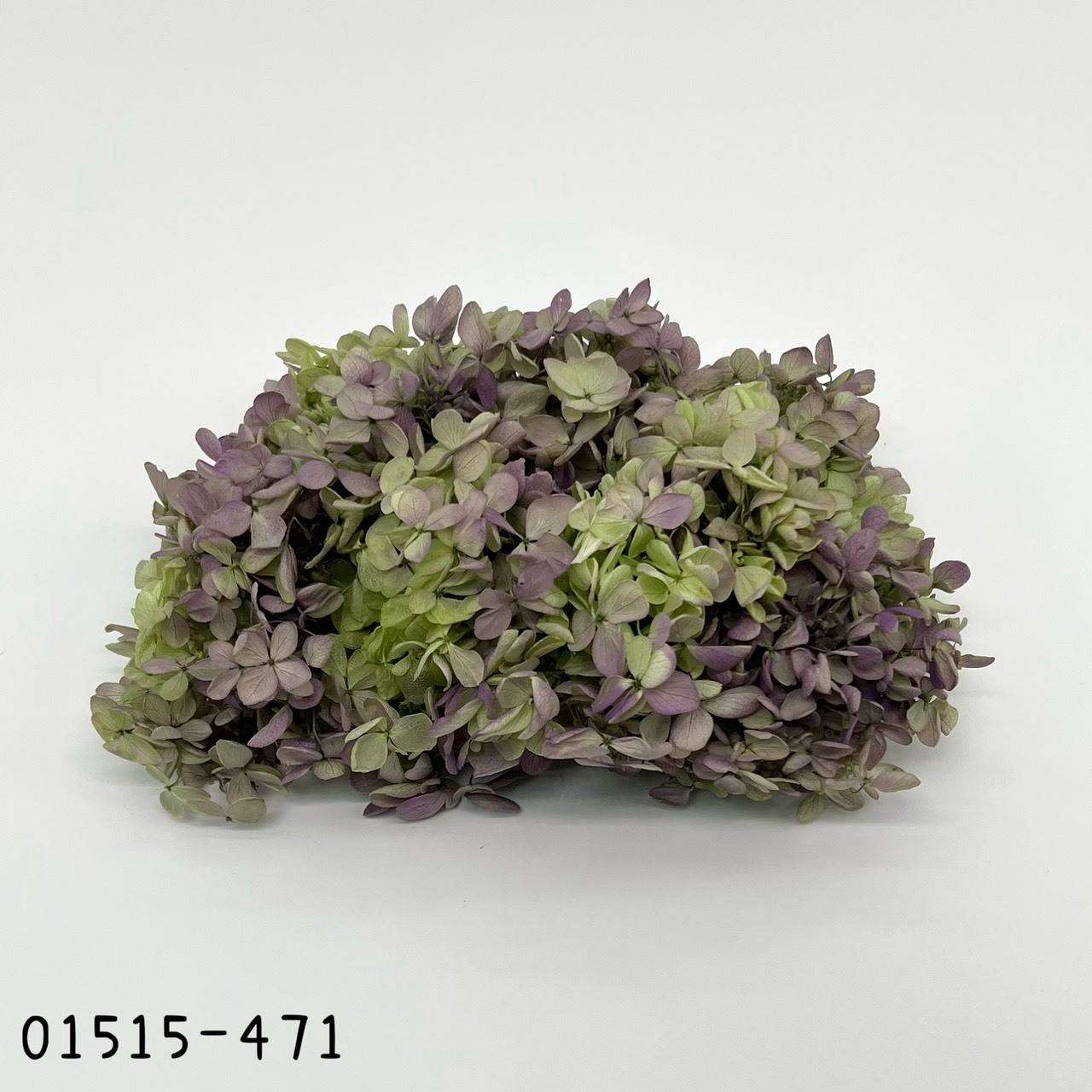 Peegee Hydrangea (Gradation)