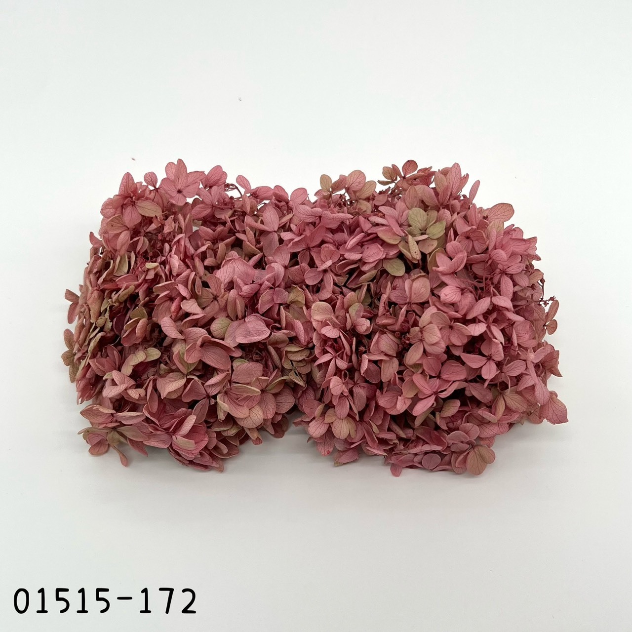 Peegee Hydrangea (Gradation)