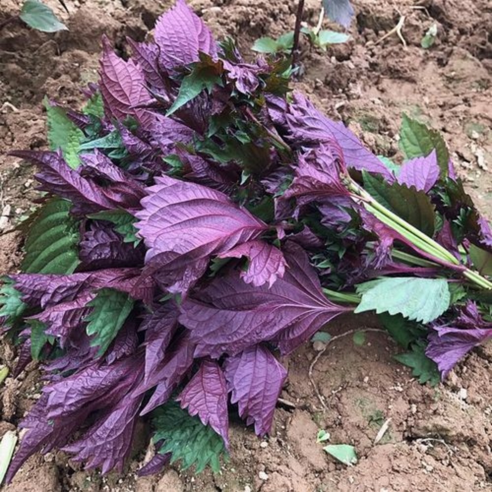 Local Organic Perilla leaf（30g/pack）