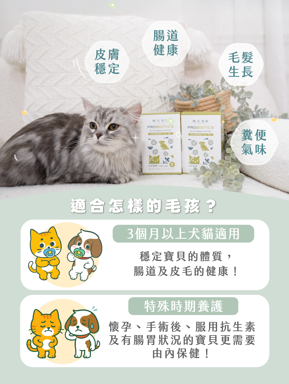 歸毛家族好腸寶寵物益生菌適合怎樣的毛孩?幫助貓狗腸道健康、皮膚穩定、毛髮生長與改善糞便氣味。3個月以上犬貓適用以穩定體質,更適合懷孕、手術後、服用抗生素及有腸胃狀況的寶貝由內保健。