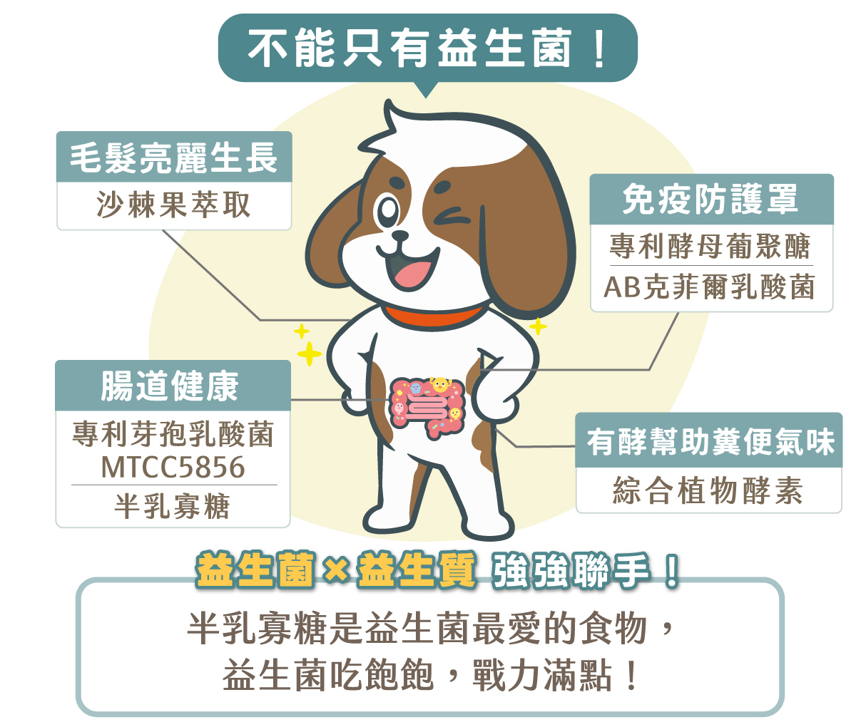 歸毛家族好腸寶全成分與複方功效:專利芽孢乳酸菌 MTCC5856 與半乳寡糖(益生質)強強聯手維護腸道健康;添加沙棘果萃取促進毛髮亮麗生長;專利酵母葡聚醣與 AB 克菲爾乳酸菌打造免疫防護罩;綜合植物酵素有酵幫助改善糞便氣味。