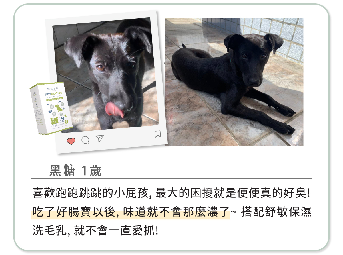 歸毛家族好腸寶評價見證:1歲黑狗黑糖愛用分享。解決狗狗便便真的好臭的困擾,吃好腸寶後糞便氣味變淡;搭配歸毛家族舒敏保濕洗毛乳,改善狗狗皮膚一直愛抓的抓癢問題。