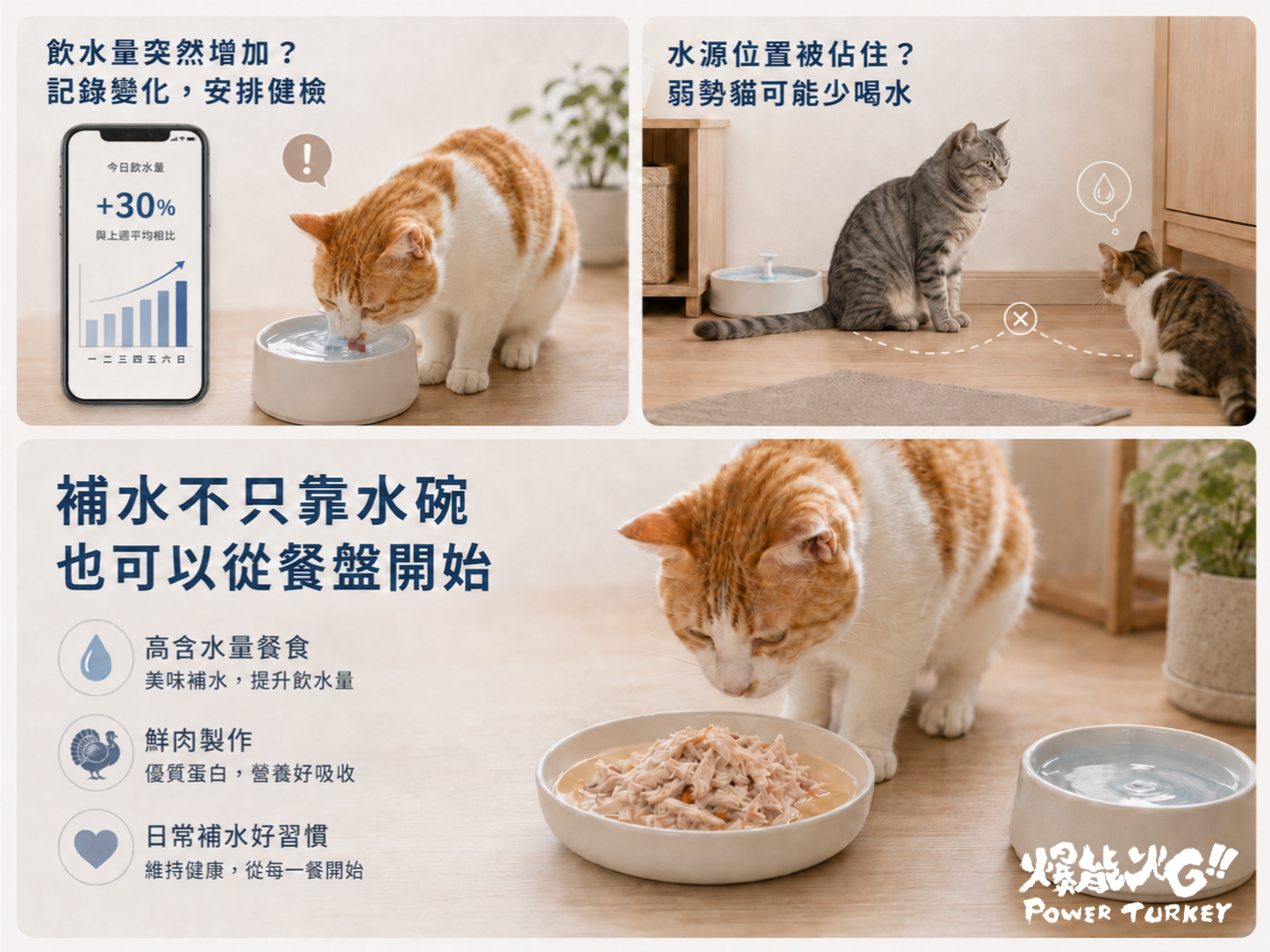 貓咪補水的兩個安心陷阱:智能飲水 App 數據盲點、多貓家庭飲水霸凌,以及從餐盤補充水分的正確觀念_爆能火G_趕食髦部落格