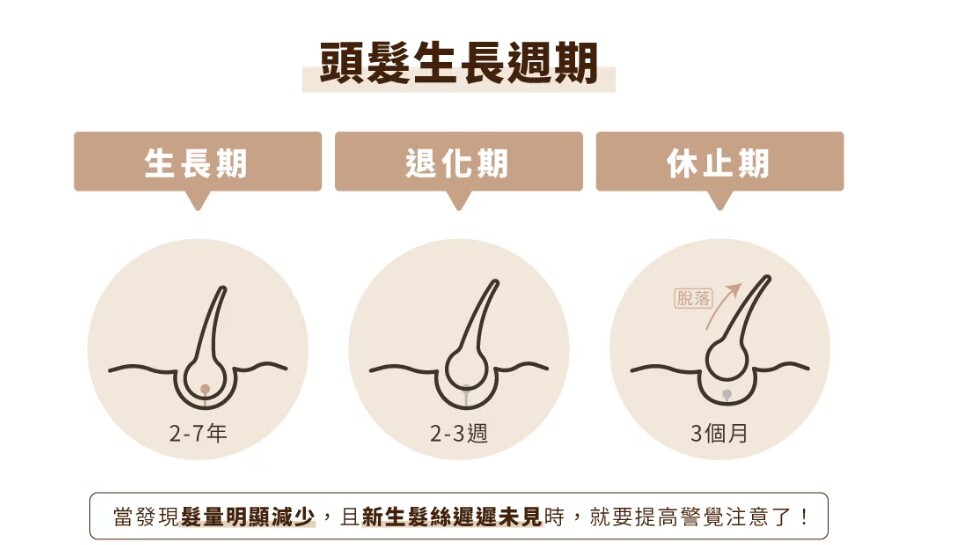 頭髮,休止期,髮量,生長週期,髮囊,掉頭髮,落髮,掉髮