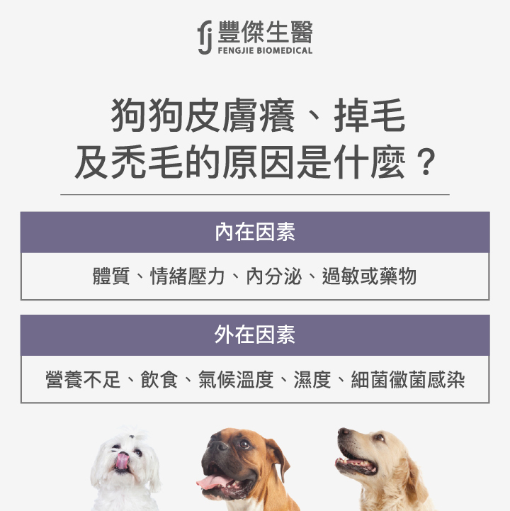 狗狗皮膚癢、掉毛、禿毛的原因是什麼?