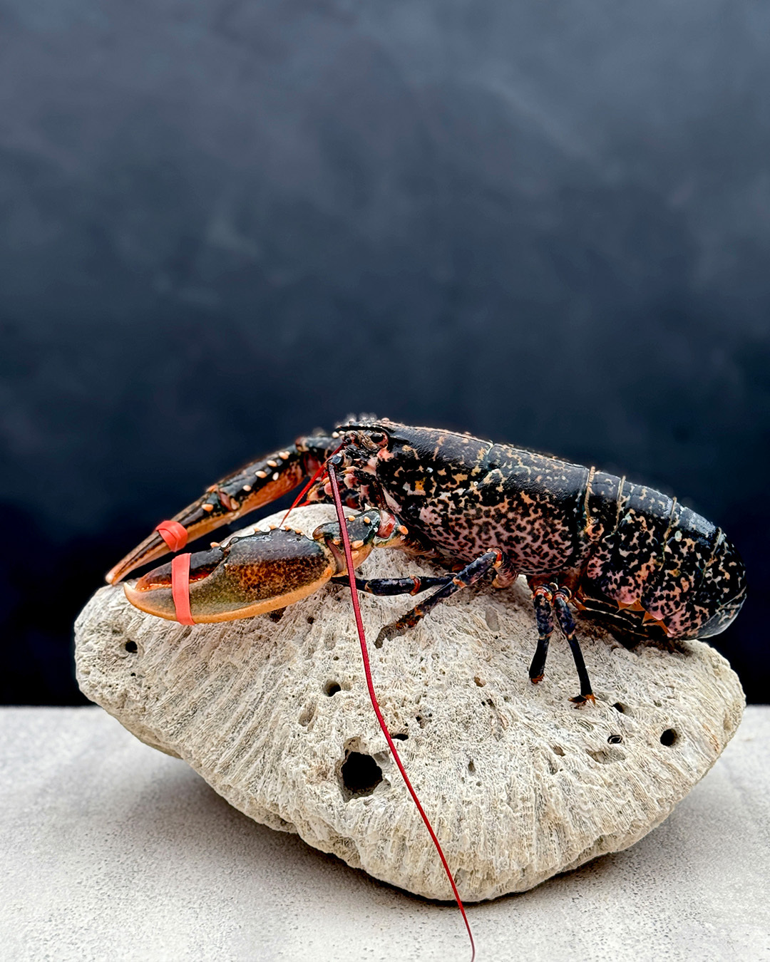 【預購商品】英國藍龍蝦 Blue Lobster