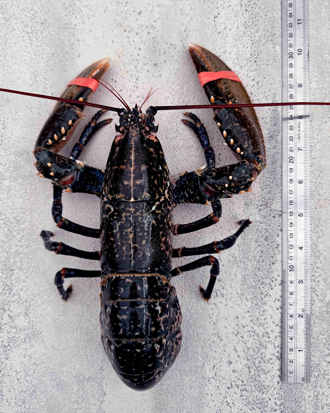 【預購商品】英國藍龍蝦 Blue Lobster