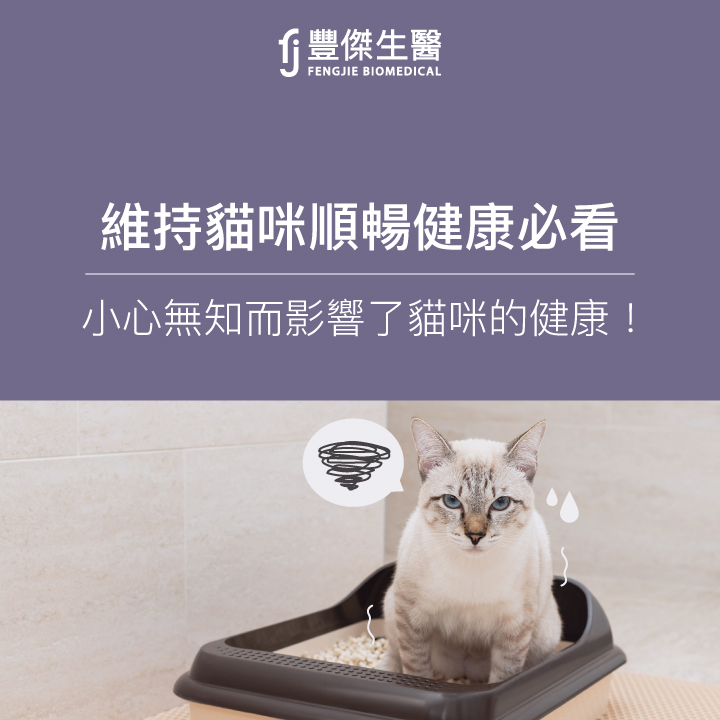 貓咪便祕如何判斷?貓咪便祕怎麼處理?預防貓咪便秘的三個方法!