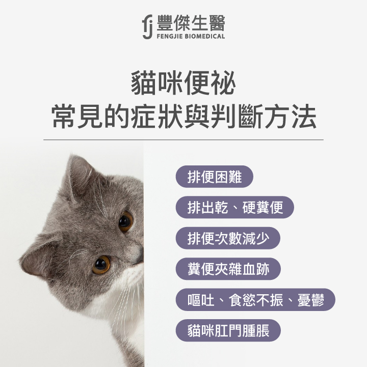 貓咪便祕常見的症狀與判斷方法