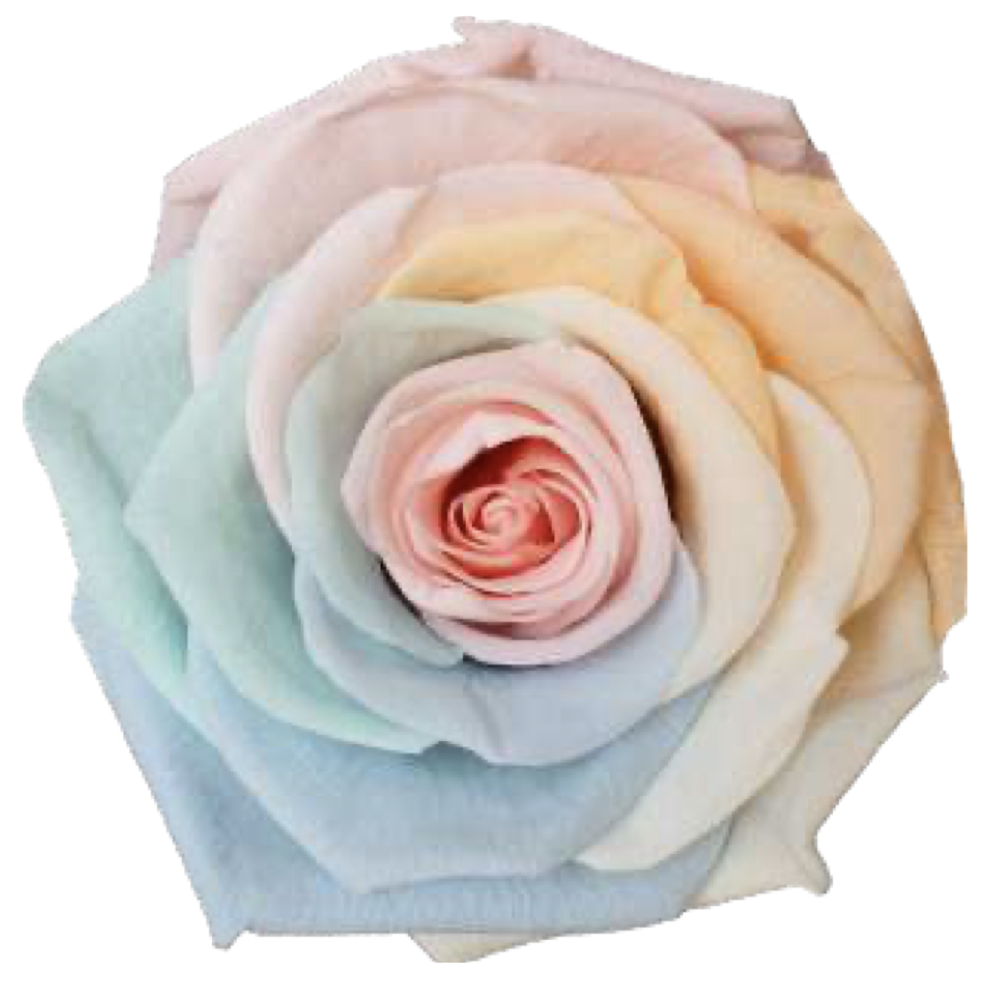 Rainbow Pastel｜7cm 6輪大｜Hoja Verde