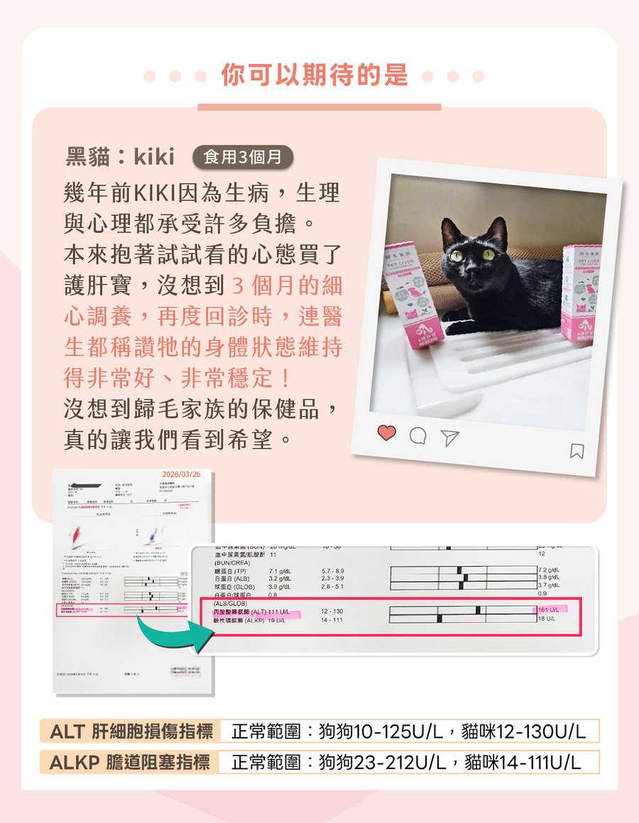 貓咪食用歸毛家族護肝寶3個月的真實好評回饋，附帶貓咪健檢報告的ALT與ALKP肝細胞指標數據參考。