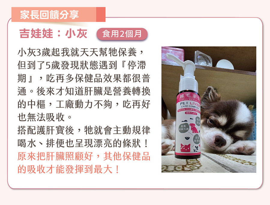 狗狗食用歸毛家族護肝寶2個月真實見證，幫助吉娃娃打破營養吸收停滯期，放大保健品吸收率。