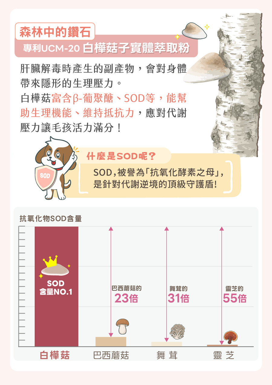 歸毛家族護肝寶含專利白樺菇萃取粉，圖表呈現其SOD抗氧化物含量居冠，能毛孩調節生理機能、應對代謝壓力。