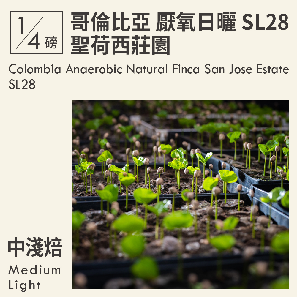 哥倫比亞 厭氧日曬 聖荷西莊園 SL28  0.25磅