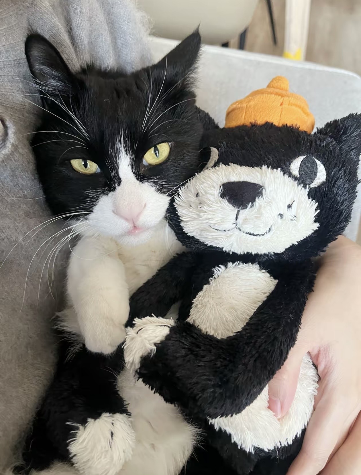 Jellycat 傑克貓 32cm
